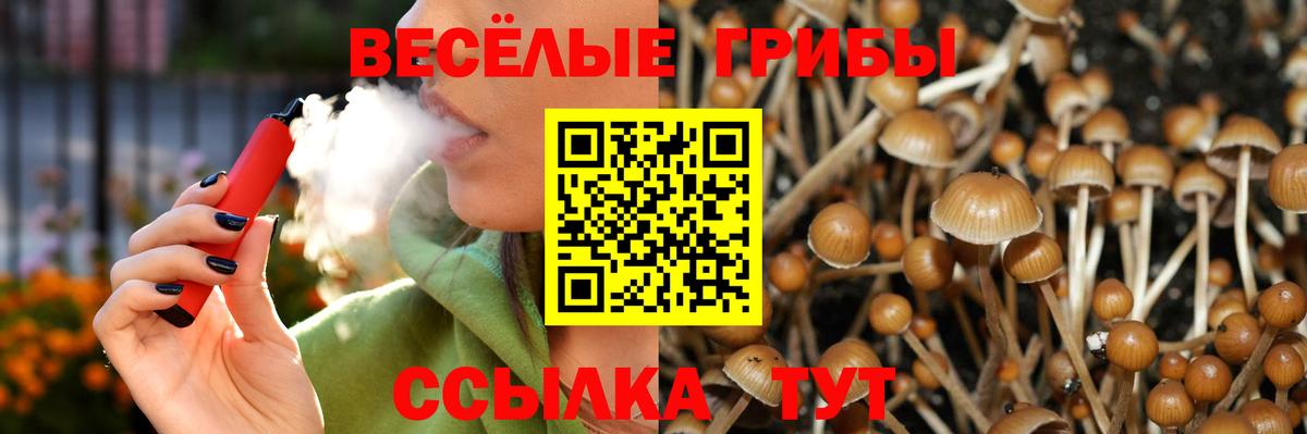 Псилоцибиновые грибы Psilocybe Анжеро-Судженск